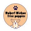 robert bichonfrise puppies