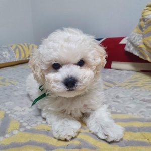 Chloe Chloe